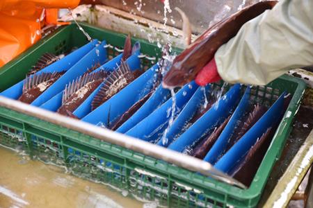 [009004]高知産の生姜を食べて育った、新鮮絶品の「生姜真鯛」（贅沢加工）