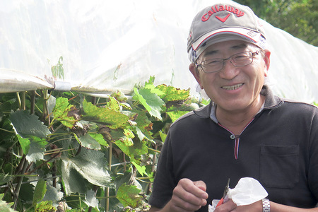 《9月下旬～11月上旬発送》沼田市産 特選 富士の輝き（ブラックシャインマスカット）1房 800g以上
