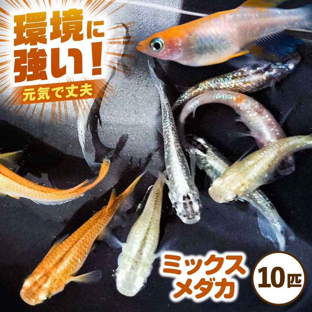 【ふるさと納税】【先行予約】 ミックスメダカ 10匹 【配送不可地域：北海道・沖縄・離島】 愛西市 / 艶麗[AEDD006]