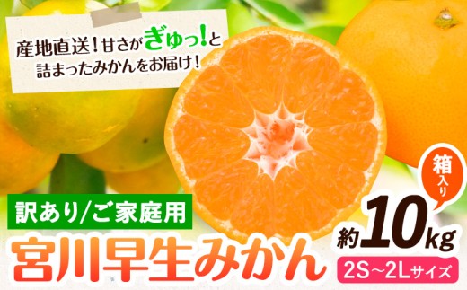 訳あり 宮川 早生みかん 約 10kg  (2S～2Lサイズ) 笑いの里のTommyファーム《11月下旬-1月上旬頃出荷》和歌山県 日高川町 みかん 早生 ご家庭用 旬 柑橘 フルーツ 果物 ミカン 柑 家庭用 産地直送 箱入り わけあり