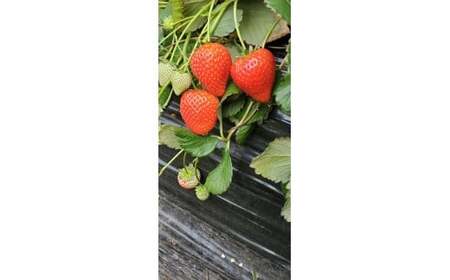 とちあいか4パック2箱 ※2026年1月上旬～4月下旬頃に順次発送予定 ※北海道・沖縄・離島への配送不可