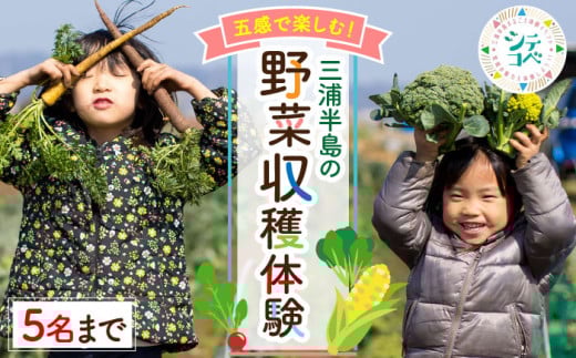 三浦半島 の 野菜 収穫体験【株式会社シテコベ】 [AKDQ001]