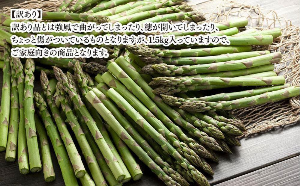 ◆2026年先行予約◆【訳あり】露地物朝採りアスパラ 1.5kg（500g×3）鮮度保持フィルム入り(5月中旬発送開始予定) 【 アスパラ アスパラガス 朝採り とれたて 野菜 旬 小分け 保存 産直