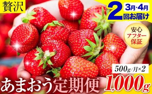 【2ヶ月定期便】いちご あまおう 先行予約 500g (約250g×2パック) くだもの 果物 【着日指定不可】《2027年3月・4月頃出荷予定》あまおう 福岡 果物 フルーツ