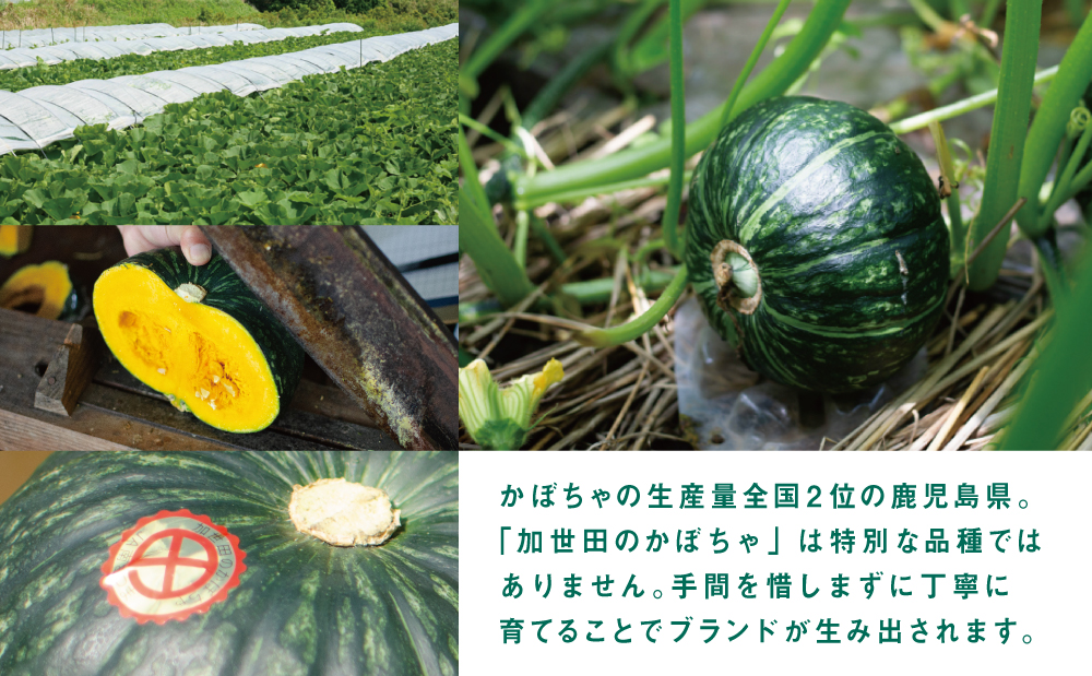 ◆5月出荷開始◆【かごしまブランド】加世田のかぼちゃ 4個 ［春出荷］ 4個 野菜 カボチャ 常温 鹿児島県産 南さつま市