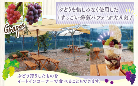 【先行予約】9月特選 ぶどうセットL 1.7kg以上（3～4房）／ 葡萄 クイーンニーナ 品種 おまかせ あわら 農家おすすめ ※2025年9月より順次発送 [aw007-b003]