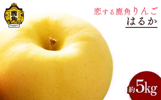 《 先行予約 》令和7年産 秋田県鹿角産りんご「はるか」約 5kg【恋する鹿角カンパニー】●2025年12月上旬発送開始 かづのりんご 食感 果汁 さっぱり リンゴ 完熟 旬 県産りんご お中元 お歳暮 贈り物 グルメ 秋田 あきた 鹿角市 鹿角 秀 甘い 蜜 送料無料 