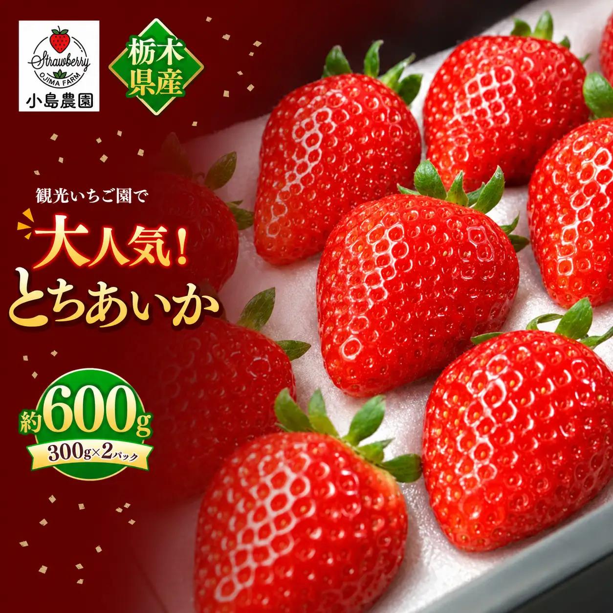 【2027年先行予約】観光農園で大人気！とちあいか 600g 