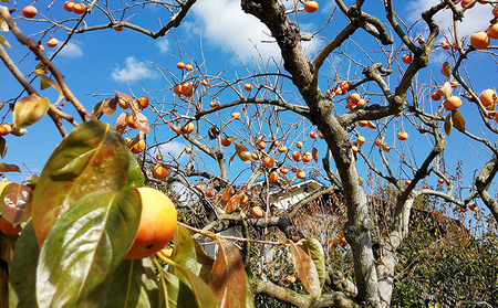 仁科農園産 富有柿(秀、大)秋の味覚「里山長寿」 精選 3kg箱(12個前後入り) 果物類 かき 柿