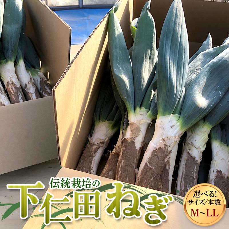【ふるさと納税】伝統栽培の下仁田ねぎ。選べるサイズ M・L・LL、本数 寒い冬に最高のすき焼きを♪ とろける 甘い ねぎ ネギ 王様ねぎ 殿様ねぎ 特産 栄養たっぷり ブランド 上州ねぎ すきやき 野菜 F21K-621var
