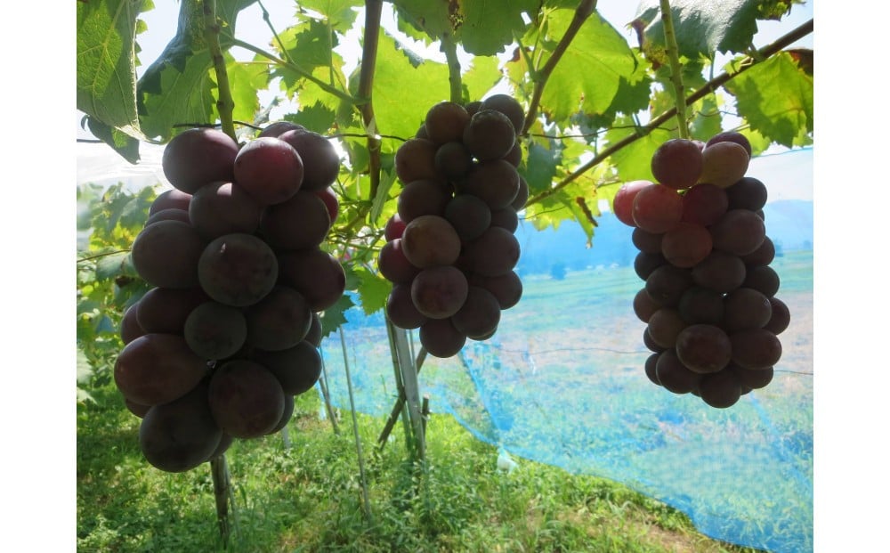 
            【2026年先行予約】南魚沼市産 藤みのり3～4房（1.5ｋｇ以上）
          