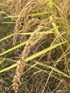 【令和7年度新米】八百津で採れたコシヒカリ！　5kg