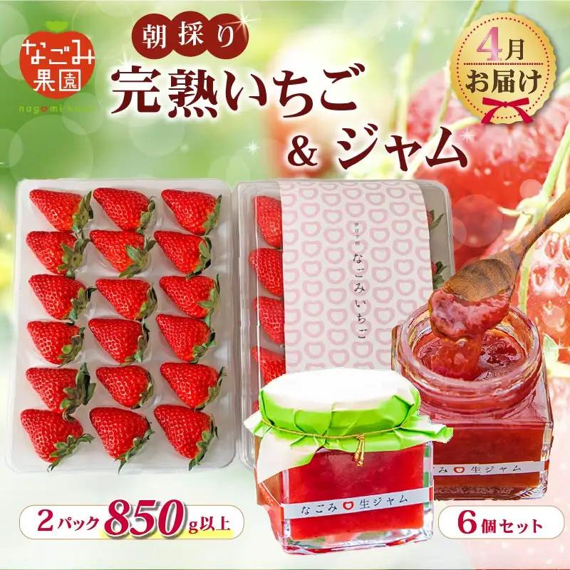 【2027年4月発送】いちご 完熟 2パック なごみジャム 6個 セット 紅ほっぺ