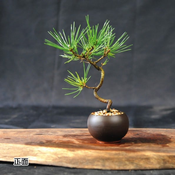 
            赤石の泉 黒松（鉢植え） S-22
          