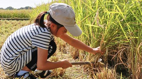 筑波山麓・羽鳥の沢水米 コシヒカリ 10kg 米 お米 コメ 精米 白米 桜川市 茨城県 [BN001sa]