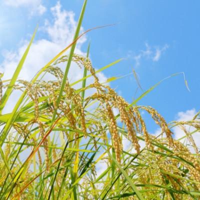 ふるさと納税 郡山市 令和7年産 福島県郡山産天のつぶ(精米)5kg |  | 03