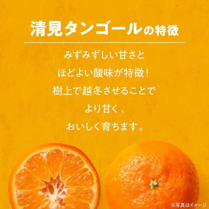 清見タンゴール 5kg 清見【3月下旬から順次発送】[AGAW005]
