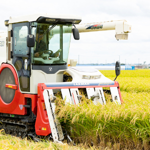 新米【令和7年産】稲敷市産 ミルキークイーン 20kg (5kg×4) 農家直送｜米 こめ コメ ごはん ご飯 [1633]