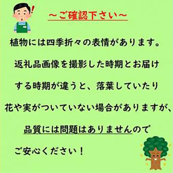 緑の力で地球を元気に!【ヒメクチナシ】12cmポット　10本セット　純白の甘い香りの花