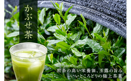 粉末かぶせ茶400g 人気の緑茶を臼挽きで粉末に(宇治茶の木谷製茶場)〈上級 宇治茶 粉末 かぶせ茶 緑茶 お茶 煎茶 茶 茶葉 玉露 臼挽き〉 56210044