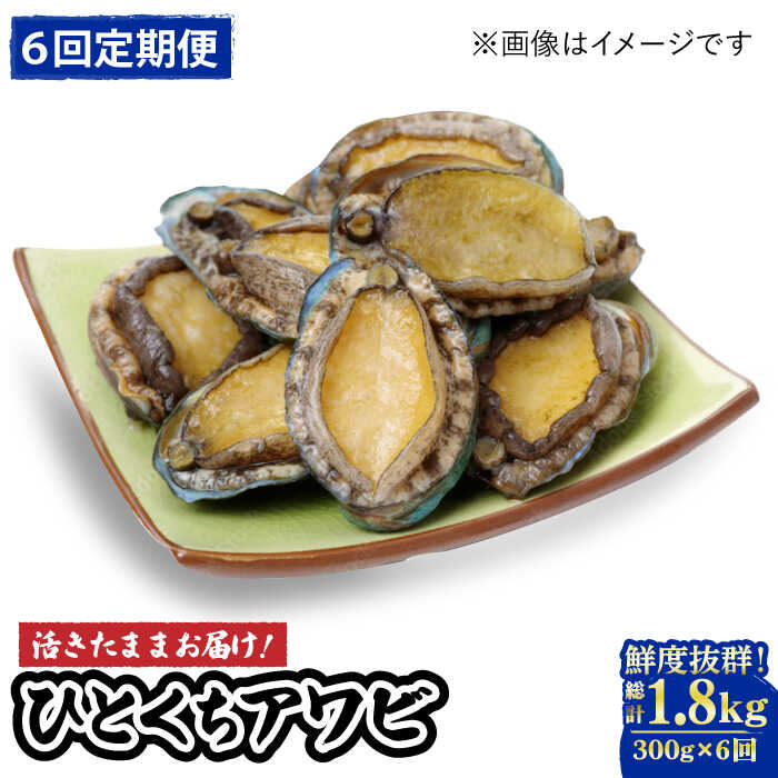 【ふるさと納税】【全6回定期便】【活きたままお届け！】 上五島産 養殖 ひとくち アワビ 厳選 300g【豊建設株式会社】 [RAE016]