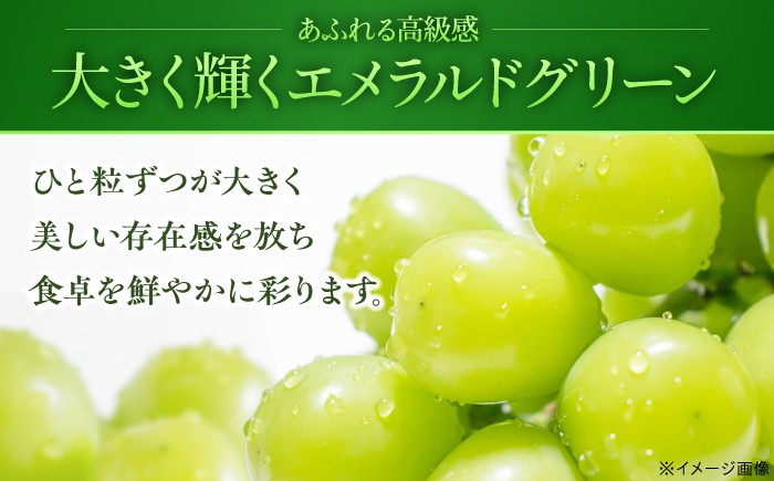 シャインマスカット ぶどう シャイン ブドウ 果実 くだもの 果物 フルーツ