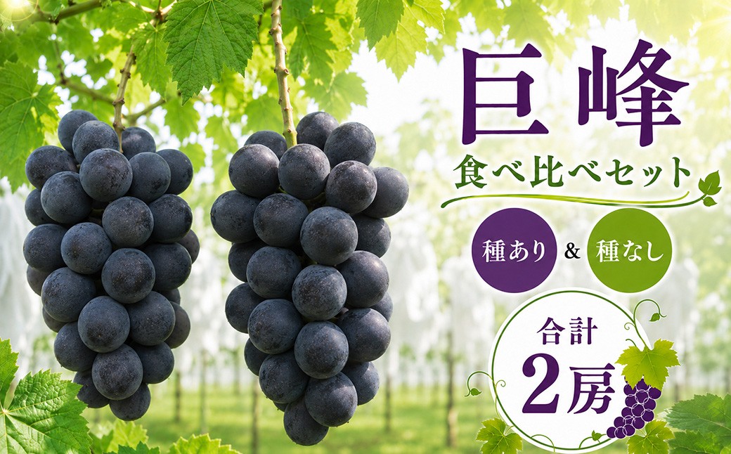
                  ぶどう 巨峰 種なし 種あり 各1房  合計2房 先行予約 生産者直送 朝採れ 期間限定｜ぶどう 巨峰 葡萄 グレープ 果物 フルーツ 甘い おいしい 種なし 種あり 旬 農家直送 新規就農 甘い 限定 果樹 ギフト 人気  井上レジャー 茨城県 常陸太田市
                