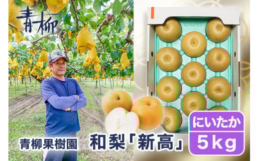 【2026年先行予約】青柳果樹園の和梨 新高 5kg(6～9玉)《10月上旬～順次出荷》にいたか フルーツギフト 加茂市 青柳果樹園