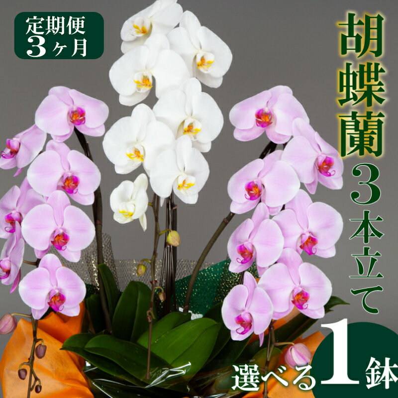【ふるさと納税】【定期便3ヶ月】【選べる1鉢】胡蝶蘭 3本立て ピンク 白 訳あり お花 花 はな フラワー ギフト 贈り物 プレゼント お祝い フラワーアレンジメント インテリア 鑑賞 鉢 栽培 園芸 ガーデニング 花瓶 須崎洋蘭園