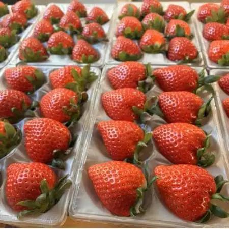 【先行受付】埼玉県限定品種あまりん(250g×4パック)約1000g【配送不可地域：離島】【1768016】
