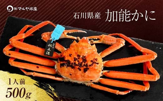 【1月20日～3月31日発送】【先行予約】【冷蔵発送】石川県産 加能かに ズワイガニ ( 産地証明タグ付 ) 茹で上げ前重量 約500g 1匹 中サイズ F6P-2746