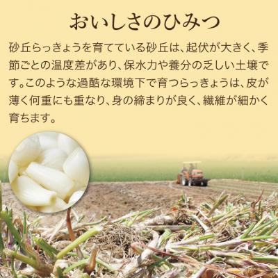 ふるさと納税 鳥取市 特別栽培らっきょうの甘酢漬(6袋セット) |  | 01