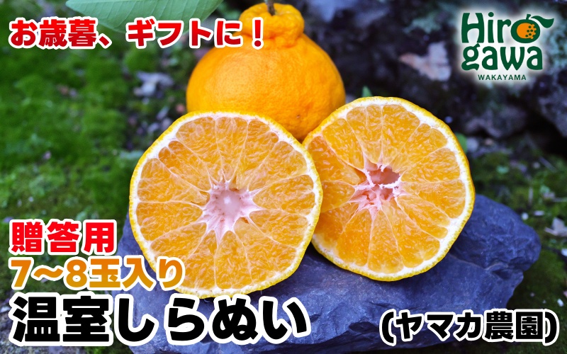 ▼温室しらぬい約3kg（7〜8玉入） 不知火 【贈答用 化粧箱入】　※11月下旬〜12月下旬頃順次発送予定 【ymk006-p-3】