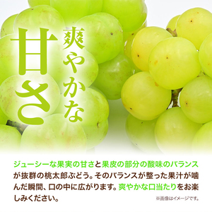 桃太郎ぶどう 1房680g【配送不可地域あり】ぶどう