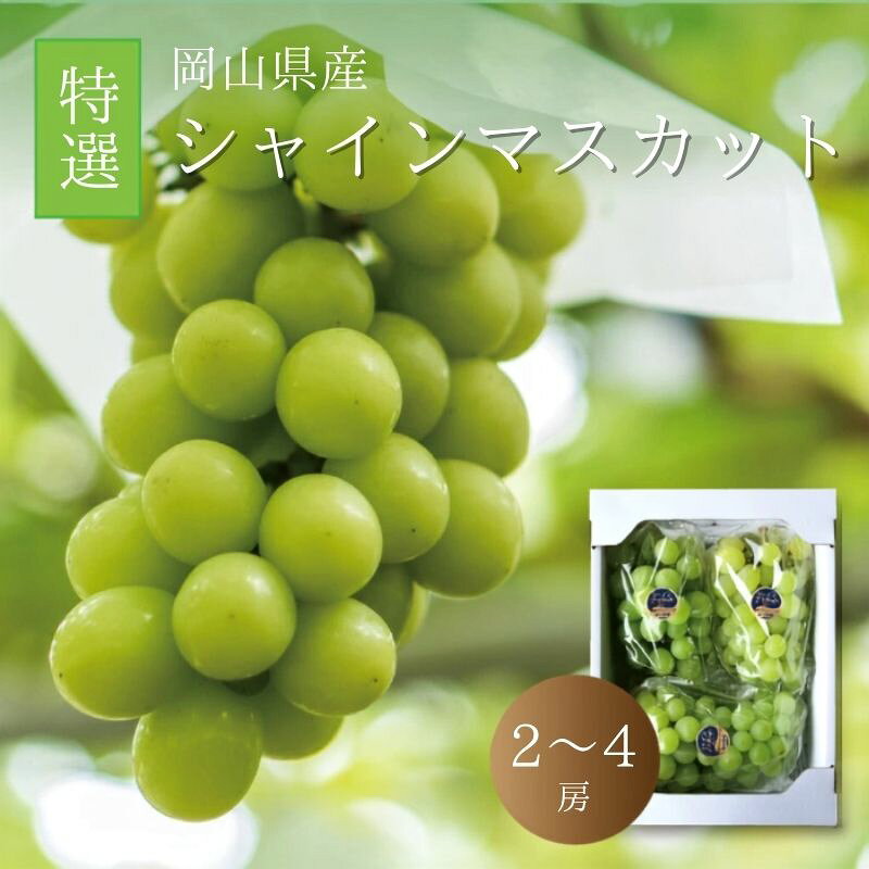 【ふるさと納税】 真庭市産 シャインマスカット 特選 〈選べる容量　大房 2房/3～4房 〉 【2026年9月中旬以降発送予定】 数量限定 ぶどう 贈答用 岡山 真庭 葡萄 ブドウ 果物 フルーツ ギフト 産地直送 人気 厳選 種なし 【配送不可地域：北海道・沖縄県・離島】【shine02】