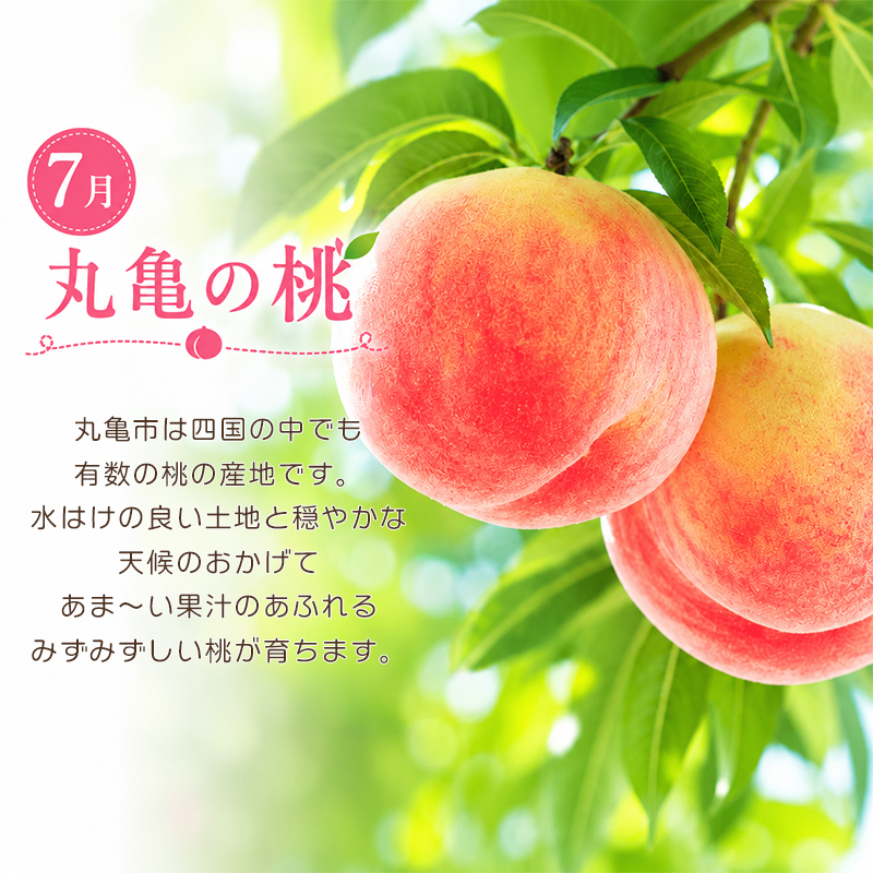 定期便 3回 シャインマスカット 桃 ぶどう 野菜 セット 旬の野菜 果物 フルーツ 旬 旬のフルーツ 贈答用 ギフト プレゼント 香川県 丸亀市