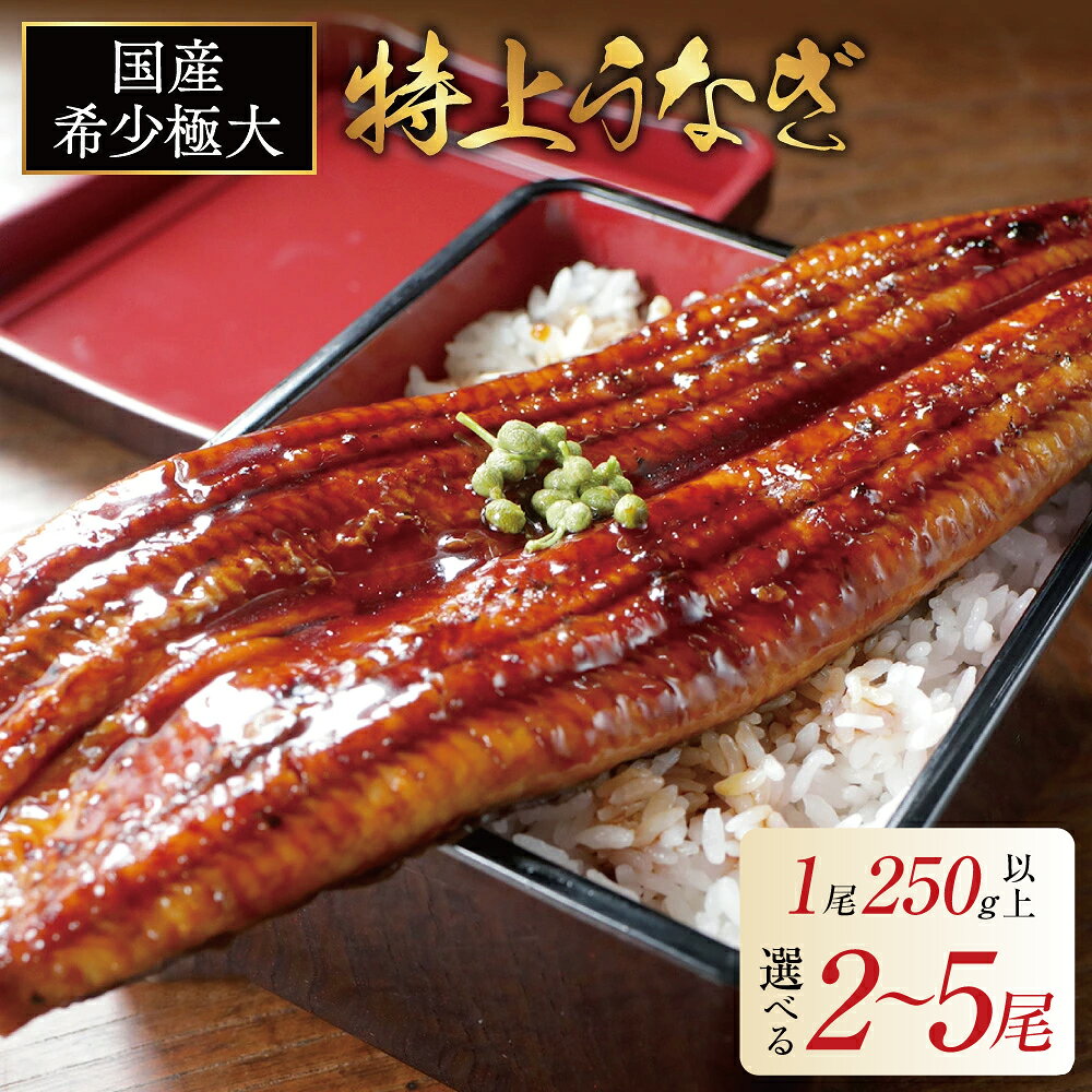【ふるさと納税】高評価 ★5.0 総合1位 国産 特大 特上うなぎ 250g×2尾～4尾 【発送時期が選べる】（ ふるさと納税 うなぎ 国産 うなぎ 美味しい 鰻 ウナギ 蒲焼き 蒲焼 魚 魚介 魚貝 海鮮 うな重 ひつまぶし 蒲焼 ギフト 人気 おすすめ 北海道 別海町 お歳暮 ）