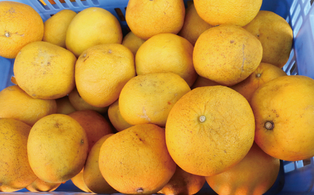 訳あり 文旦 14.5kg 13000円 ぶんたん みかん mikan 蜜柑 ミカン わけあり 家庭用 産地直送 国産 農家直送 糖度 期間限定 数量限定 特産品 ゼリー ジュース アイス 人気 限定