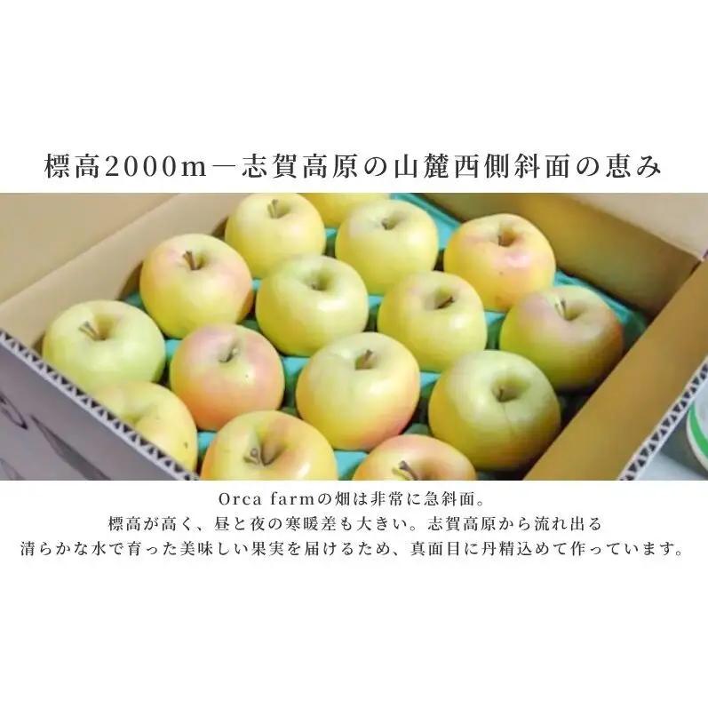 りんご ぐんま名月 10kg りんご