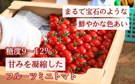 【定期便全5回 2月～6月毎月お届け】四万十川源流域で育まれた 絶品 フルーツミニトマト 1kg 【 フルーツトマト とまと 甘い 濃厚 美味しい 箱詰め 糖度8%～12% 高知 中土佐 】