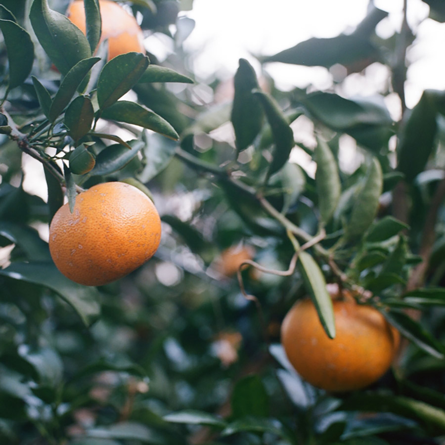 ＜無茶々園＞見た目は悪いが味は絶品　せとか3kg