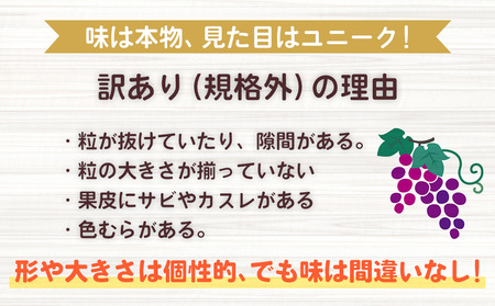 【先行受付2026年発送】わけありシャインマスカット約1.1kg（2～3房）｜清水農園 ※2026年9月上旬以降順次発送予定※月曜日、金曜日の発送はお休み　シャインマスカットシャインマスカットシャイン