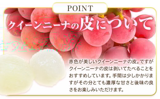 【先行予約】ぶどう ご家庭用 クイーンニーナ 約900g 株式会社シグマサポート《2026年9月中旬-11月上旬頃出荷》三重県 東員町 ぶどう ブドウ フルーツ 果物 冷蔵 冷蔵便