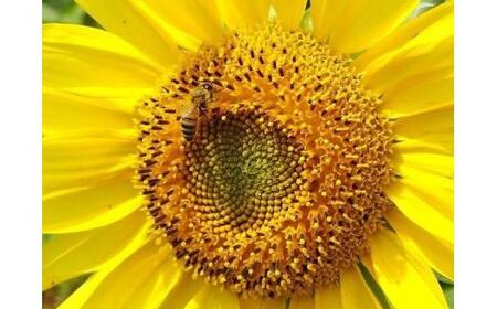 宮古島産　天使の蜂蜜（GZ010）