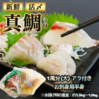 ふるさと納税 南伊勢町 伊勢志摩産 1匹大 真鯛 半身 アラ付き 1.3〜1.5kg 下処理済み 城水産の海鮮朝どれシリーズ