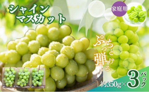
                  【訳あり】長野市産 シャインマスカット 約1.0kg（ご家庭用）【2026年9月下旬以降出荷予定】わけあり 長野 | ぶどう 訳あり 農家応援 シャインマスカット 約1kg 人気 おすすめ フルーツ 果物 葡萄 ブドウ 種なし 皮ごと 旬 長野県 長野市 信州 信濃 ふるさと納税
                