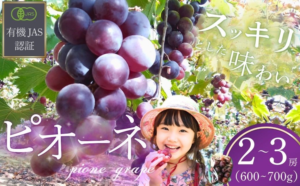 
                  ぶどう 【先行予約】 ぶどうの房 2～3房（600～700g）[2026年産] 【ぶどう ブドウ 葡萄 ピオーネ ぴおーね ぶどうの房 房 果物 くだもの クダモノ フルーツ 果実 農薬不使用 化学肥料不使用 有機JAS認証 無選別 おやつ デザート 返礼品】 
                