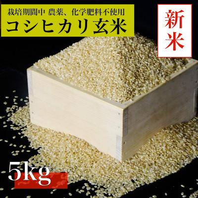 ふるさと納税 阿南市 【令和7年産　新米先行予約】コシヒカリ玄米5kg《栽培期間中農薬・化学肥料不使用》徳島県阿南市産