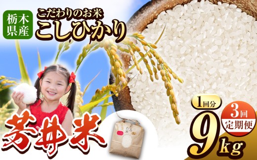 【定期便3回】令和8年度産 新米 那珂川町産芳井米 3kg×3 | コシヒカリ お米 精米 美味しい 白米 とちぎ 玄米 共通返礼品 送料無料 那珂川町 栃木県
