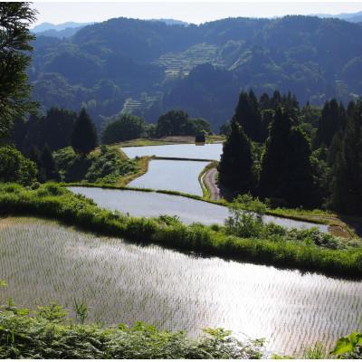 ふるさと納税 上越市 【毎月定期便】雪むろ棚田米コシヒカリ5kg(5kg×1袋)精米-新潟県上越市安塚区産-全3回 |  | 02